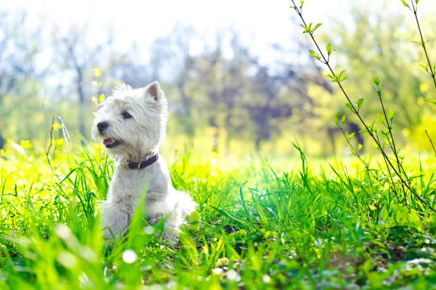 Community Pet Sunny, Highland Homes Pet Mascot
